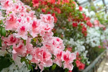 Fototapeten Azalee Blühender rosa Rhododendron (Azalee), Nahaufnahme, selektiver Fokus, Kopienraum.  © sandipruel