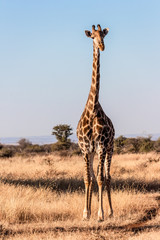 Giraffe at Sondela
