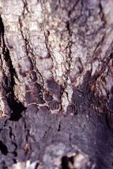 Poplar tree trunk bark with burned stain, horizontal background texture close up detail top view