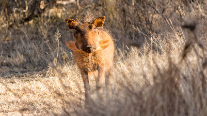 Warthog in the grass