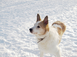 red-haired homeless dog, street dog, kind and faithful