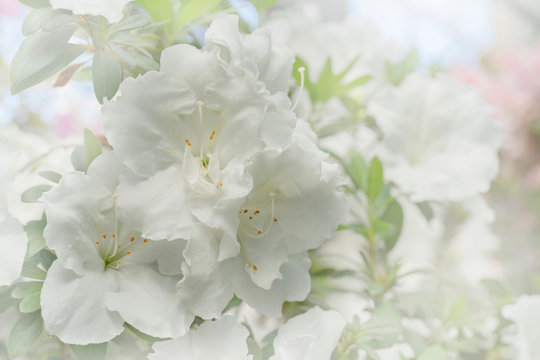 Blooming white rhododendron (azalea), close-up, selective focus, copy space.