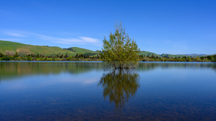 Obraz na płótnie Canvas Lonely Tree at a Peaceful Lake