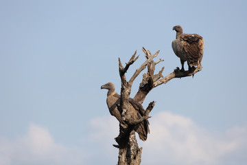 Weißrückengeier / White-backed vulture / Gyps africanus
