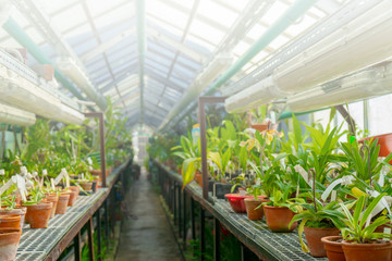 Ornamental tropical plants in the greenhouse.