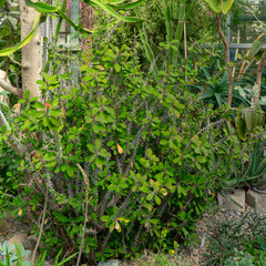Ornamental tropical plants in the greenhouse.