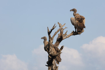 Weißrückengeier / White-backed Vulture / Gyps africanus