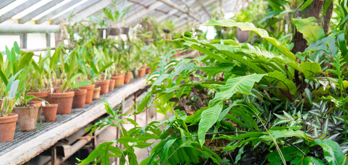 Fototapeta na wymiar Ornamental tropical plants in the greenhouse.