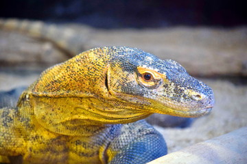 Komodo Dragon Head Portrait Varanus Komodoensis 