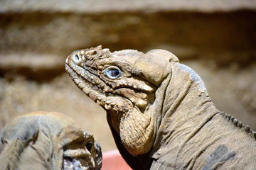 Iguana Cyclura Cornuta Head Closeup 