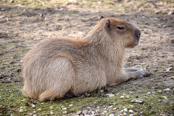 Hydrochaeris Hydrochaeris Capybara Head Closeup Resting