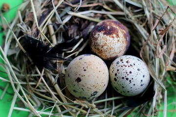 Naklejka na ściany i meble Nest with quail eggs and feathers on light green background.