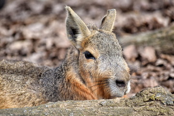 Exotic Hare Dolichotis Patagonum Portrait Resting Head Closeup 