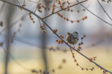 A Sparrow on branch of tree.