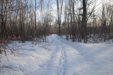 road in winter forest