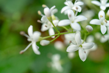 White flowers - selective focus - background for a greeting card.