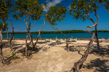 Vegetation and Palapas in the Beautiful caribbean island of Belize