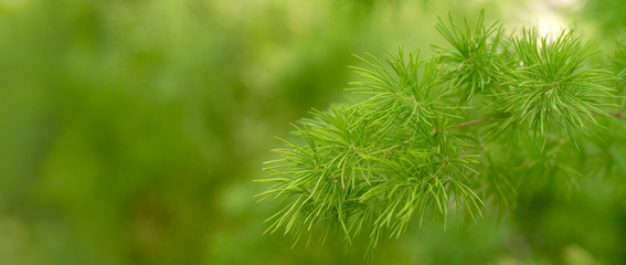Blurred image of a green plant - the background for writing text.