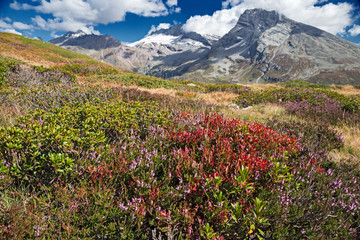 Panoramic view of the mountain flowering meadows in the bright colors of autumn, at the pass of sempione in Switzerland.