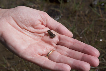 A tiny mountain frog lying on the palm of one hand.