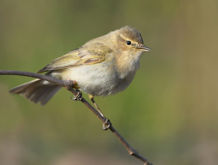 Common Chiffchaff (Phylloscopus collybita)