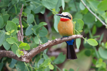 Weißstirnspint / White-fronted bee-eater / Merops bullockoides