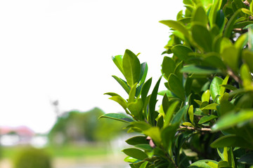 Obraz premium Flower