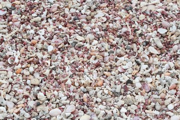 Tropical beach with seashells and coral pieces. Sandy beach covered by sea shells and pieces of corals