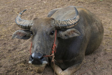 Big buffalo Black stands elegant in the countryside. Rice field atmosphere