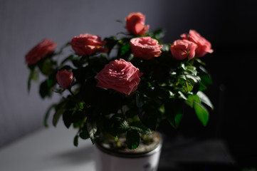 Red roses