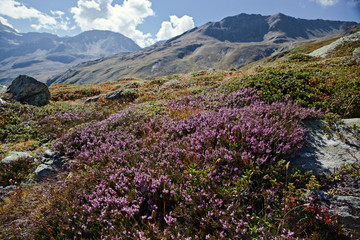 Panoramic view of mountain heather bushes in the bright colors of autumn, at the Sempione pass in Switzerland.