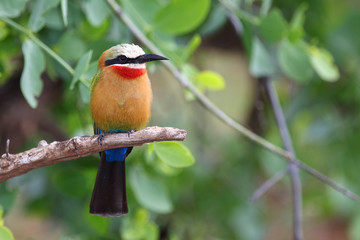 Weißstirnspint / White-fronted bee-eater / Merops bullockoides