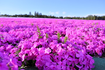 Obraz premium 芝桜畑 千葉県 富田ふるさと耕園 春 お散歩 関東 japan spring 