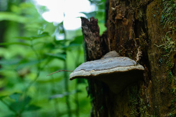 Nature,environment, forests, swamps, fields, rivers