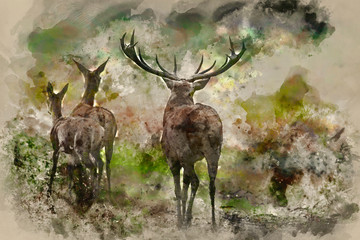 Watercolour painting of Beautiful Family group herd of red deer stag cervus elaphus during rut season in forest landscape during Autumn Fall