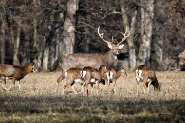 Naklejka na ściany i meble Beautiful Dybowskii Deer with Mouflons in the Forest