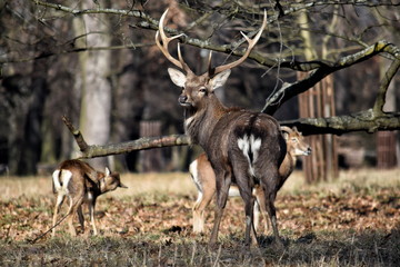 Naklejka na ściany i meble Beautiful Dybowskii Deer with Mouflons in the Forest