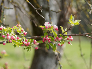 Fleurs du pommier domestique (Malus domestica)