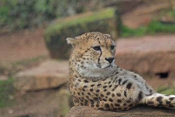 Gepard