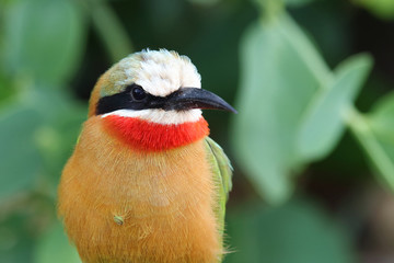 Weißstirnspint / White-fronted bee-eater / Merops bullockoides