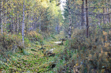 Obraz premium Nature,environment, forests, swamps, fields, rivers