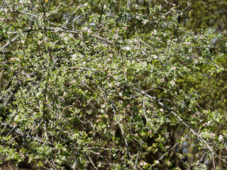 Pommier domestique en fleurs (Malus domestica)