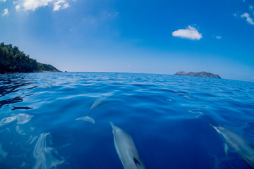ボートの舳先を泳ぐハシナガイルカ