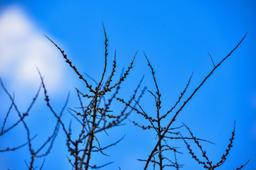 Nature,environment, forests, swamps, fields, rivers