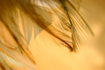 Plumes