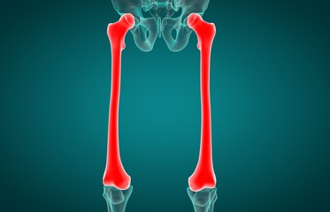 3D illustration of Femur, medical concept