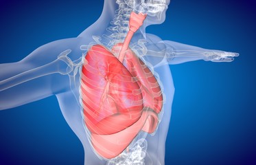 3D illustration of Lungs, medical concept