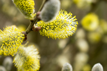 Beautiful Catkins Blossom in Springtime. Easter Time.