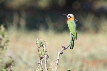 Weißstirnspint / White-fronted bee-eater / Merops bullockoides