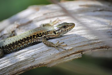 Lézard